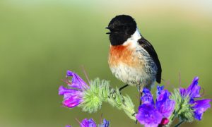 Stonechat in host of flowers
