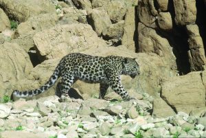 Judean Desert leopard - Thmt morning walk on a cliff copies at Ein Gedi 1985 - - Yossi Od/ wikipedia