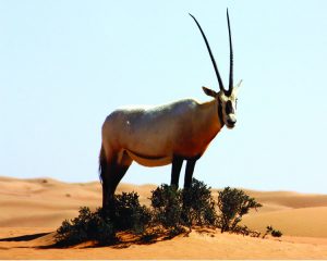 Arabian Oryx (Charlesjsharp/ wikipedia)