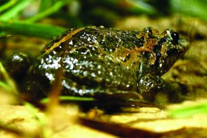 Israel painted frog female specimen that was found on 15 November 2011 at Lake Hula/ Mickey Samuni-Blank