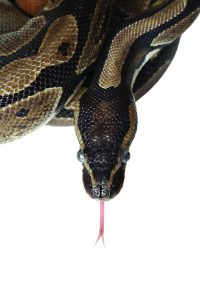 Python snake showing forked tongue on white background