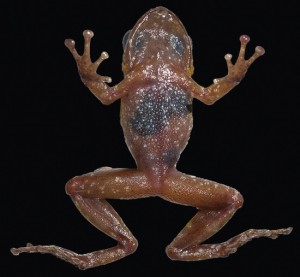 Frog_Pristimantis imthurni. Ventral view of the male holotype specimen