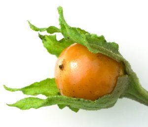 Mandrake fruit; Mandragora officinarum