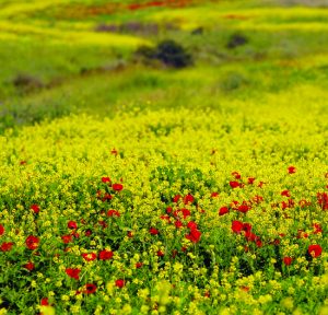 NATURE AND LANDSCAPE. IN THE PHOTO, PUPPY AND MUSTARD FLOWERS IN "TZAFRIRIM" NATURE RESERVE IN THE ELA VALLEY. טבע ונוף. בצילום, שדה פרחי חרדל ופרגים פורח, בשמורת הטבע צפרירים, בעמק האלה.