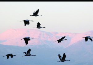 AGAMON HACHULA. IN THE PHOTO, A FLOCK OF CRANES FLYING. IN THE BACKGROUND, SNOW-COVERED MOUNT HERMON. אגמון החולה. בצילום, מראה כללי של להקת עגורים במעוף מעל הר החרמון.